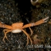 crab_coral_crowned_bb_h_1643_alo3742.jpg
